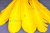 Декоративный Пучок из перьев, перо 23см/желтый - купить в Нальчике. Цена: 12.19 руб.