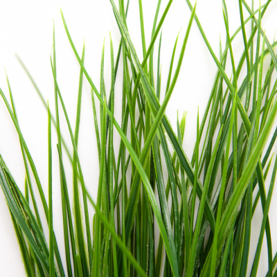 Трава искусственная -4, шт  (осока 50 см/8 см  7 листов)				 - купить в Нальчике. Цена: 130.73 руб.
